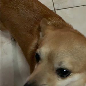 Meet your Posher, Domerica